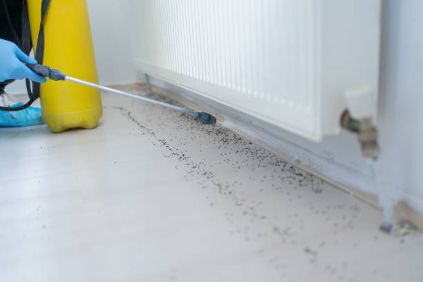 Best Termite Control Services  in Kiel, WI